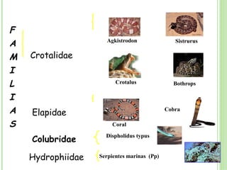 F
A                    Agkistrodon                Sistrurus

M   Crotalidae
I
L                        Crotalus              Bothrops

I
A   Elapidae                                 Cobra

S                       Coral

    Colubridae
                     Dispholidus typus


    Hydrophiidae   Serpientes marinas (Pp)
 
