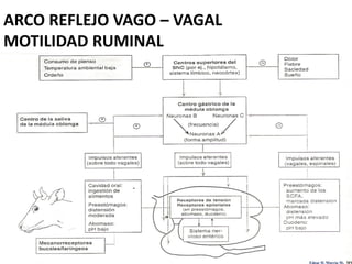 ARCO REFLEJO VAGO – VAGAL
MOTILIDAD RUMINAL




                            Edgar H. Murcia M. MV
 