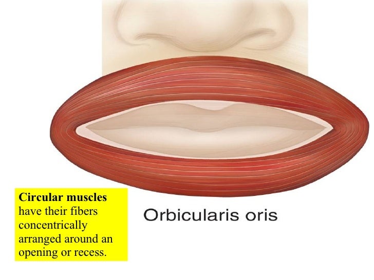10 Muscle Tissue And Organization