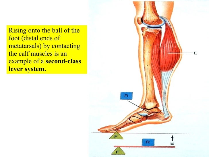 The Ankle Is A Third Class Lever. 10 Muscle Tissue And Organization