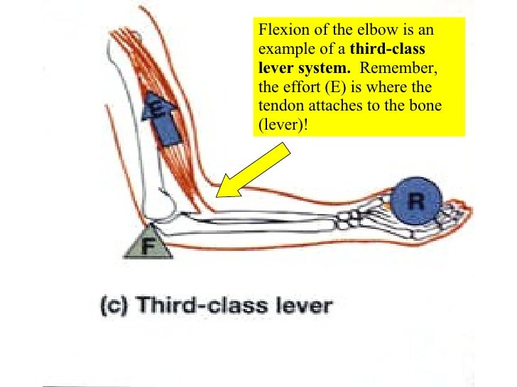 10 Muscle Tissue And O...