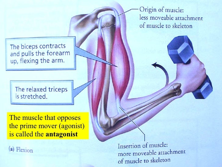 10 Muscle Tissue And Organization