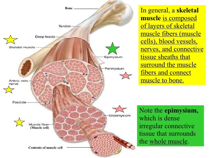 10 Muscle Tissue And Organization