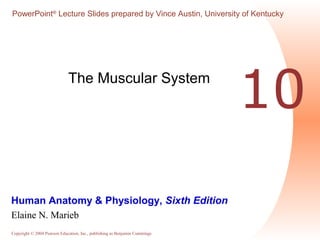 PowerPoint® Lecture Slides prepared by Vince Austin, University of Kentucky 
The Muscular System 10 
Human Anatomy & Physiology, Sixth Edition 
Elaine N. Marieb 
Copyright © 2004 Pearson Education, Inc., publishing as Benjamin Cummings 
 