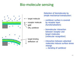 40 
Bio-molecule sensing 
Detection of biomolecules by 
simple mechanical transduction: 
- cantilever surface is covered 
by receptor layer 
(functionalization) 
- biomolecular interaction 
between receptor and 
target molecules 
(molecular recognition) 
- interaction between adsorbed 
molecules induces surface stress 
change 
 bending of cantilever 
target molecule 
receptor molecule 
gold 
SiNx cantilever 
target binding 
deflection d 
 