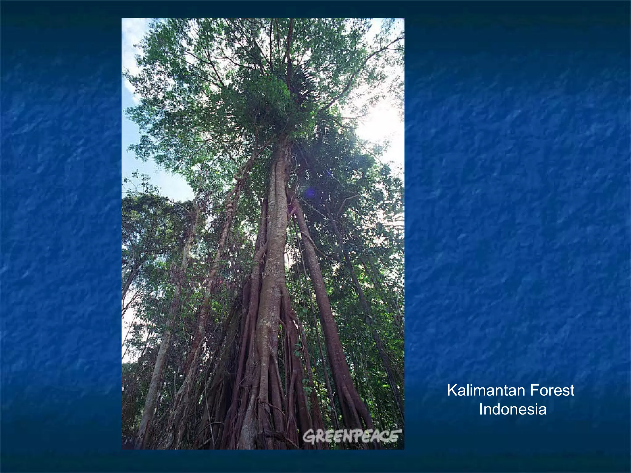 Kalimantan Forest
Indonesia

 