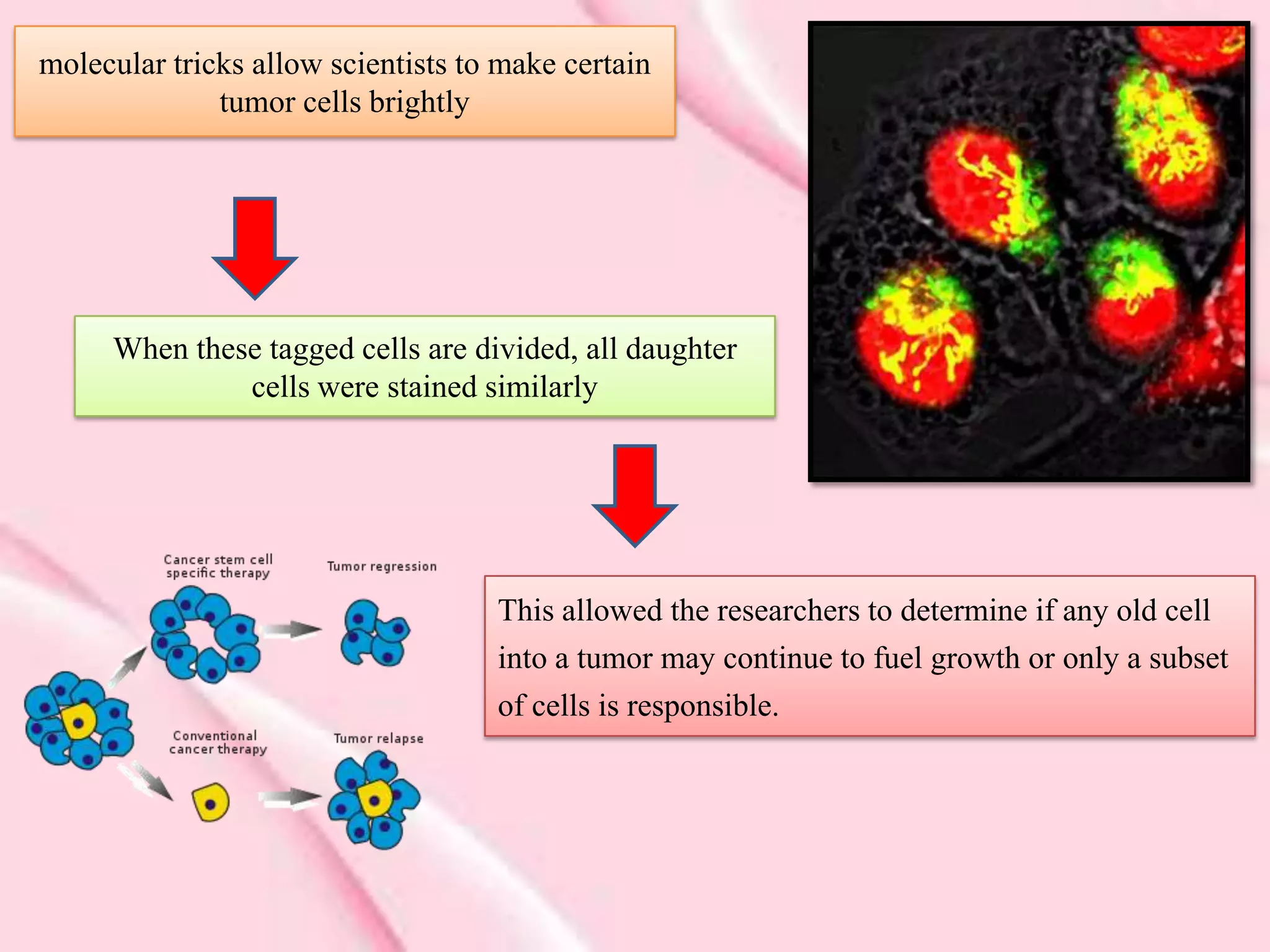molecular tricks allow scientists to make certain
              tumor cells brightly




     When these tagged cells are divided, all daughter
              cells were stained similarly




                                    This allowed the researchers to determine if any old cell
                                    into a tumor may continue to fuel growth or only a subset
                                    of cells is responsible.
 