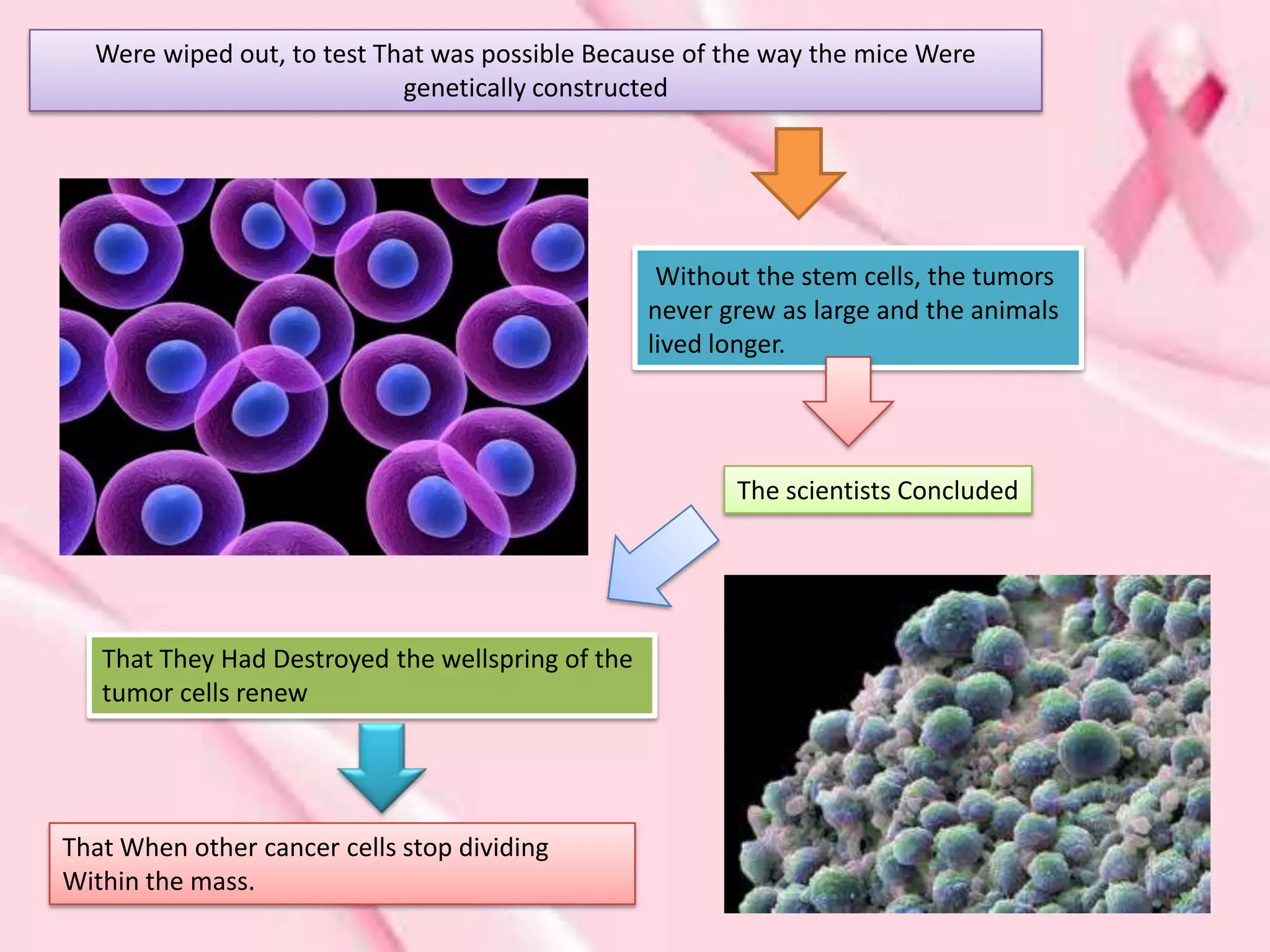 Were wiped out, to test That was possible Because of the way the mice Were
                            genetically constructed




                                                    Without the stem cells, the tumors
                                                   never grew as large and the animals
                                                   lived longer.




                                                          The scientists Concluded




   That They Had Destroyed the wellspring of the
   tumor cells renew




That When other cancer cells stop dividing
Within the mass.
 