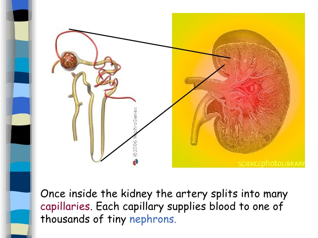 10. Osmoregulation