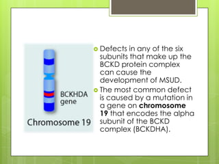  Defects  in any of the six
  subunits that make up the
  BCKD protein complex
  can cause the
  development of MSUD.
 The most common defect
  is caused by a mutation in
  a gene on chromosome
  19 that encodes the alpha
  subunit of the BCKD
  complex (BCKDHA).
 