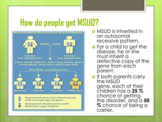 How do people get MSUD?
                        MSUD is inherited in
                         an autosomal
                         recessive pattern.
                        For a child to get the
                         disease, he or she
                         must inherit a
                         defective copy of the
                         gene from each
                         parent.
                        If both parents carry
                         the MSUD
                         gene, each of their
                         children has a 25 %
                         chance of getting
                         the disorder, and a 50
                         % chance of being a
                         carrier.
 