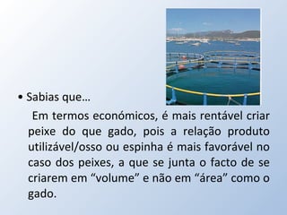 •  Sabias que… Em termos económicos, é mais rentável criar peixe do que gado, pois a relação produto utilizável/osso ou espinha é mais favorável no caso dos peixes, a que se junta o facto de se criarem em “volume” e não em “área” como o gado. 