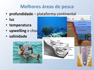 Melhores áreas de pesca profundidade  – plataforma continental luz temperatura upwelling  e choque de correntes salinidade 