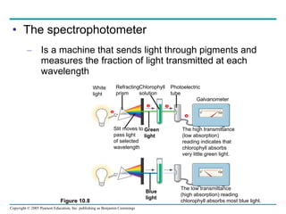 The spectrophotometer Is a machine that sends light through pigments and measures the fraction of light transmitted at each wavelength Figure 10.8 White light Refracting prism Chlorophyll solution Photoelectric tube Galvanometer Slit moves to pass light of selected wavelength  Green light The high transmittance (low absorption) reading indicates that chlorophyll absorbs very little green light. The low transmittance (high absorption) reading chlorophyll absorbs most blue light. Blue light 1 2 3 4 0 100 0 100 