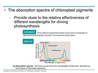 The absorption spectra of chloroplast pigments Provide clues to the relative effectiveness of different wavelengths for driving photosynthesis Three different experiments helped reveal which wavelengths of light are photosynthetically important. The results are shown below. EXPERIMENT RESULTS Absorption of light by chloroplast pigments Chlorophyll  a (a) Absorption spectra.  The three curves show the wavelengths of light best  absorbed by    three types of chloroplast pigments. Wavelength of light (nm) Chlorophyll  b Carotenoids 