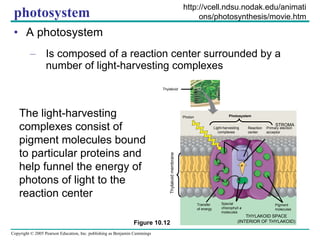 photosystem A photosystem Is composed of a reaction center surrounded by a number of light-harvesting complexes The light-harvesting complexes consist of pigment molecules bound to particular proteins and help funnel the energy of photons of light to the reaction center http://vcell.ndsu.nodak.edu/animations/photosynthesis/movie.htm Primary election acceptor Photon Thylakoid Light-harvesting complexes Reaction center Photosystem STROMA Thylakoid membrane Transfer of energy Special chlorophyll  a molecules Pigment molecules THYLAKOID SPACE (INTERIOR OF THYLAKOID) Figure 10.12 e – 