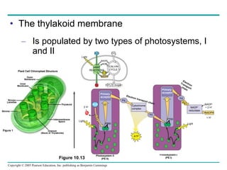 The thylakoid membrane Is populated by two types of photosystems, I and II Figure 10.13 Photosystem II (PS II) Photosystem-I (PS I) ATP NADPH NADP + ADP CALVIN CYCLE CO 2 H 2 O O 2 [CH 2 O] (sugar) LIGHT REACTIONS Light Primary acceptor Pq Cytochrome complex PC e P680 e – e – O 2 + H 2 O 2 H + Light ATP Primary acceptor Fd e e – NADP + reductase Electron Transport chain Electron transport chain P700 Light NADPH NADP + + 2 H + + H + 