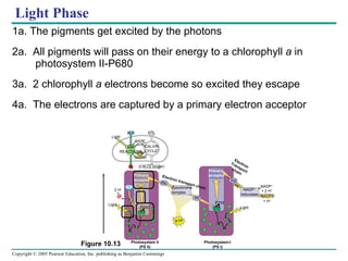 Light Phase 1a. The pigments get excited by the photons 2a.  All pigments will pass on their energy to a chlorophyll  a  in photosystem II-P680 3a.  2 chlorophyll  a  electrons become so excited they escape 4a.  The electrons are captured by a primary electron acceptor Figure 10.13 Photosystem II (PS II) Photosystem-I (PS I) ATP NADPH NADP + ADP CALVIN CYCLE CO 2 H 2 O O 2 [CH 2 O] (sugar) LIGHT REACTIONS Light Primary acceptor Pq Cytochrome complex PC e P680 e – e – O 2 + H 2 O 2 H + Light ATP Primary acceptor Fd e e – NADP + reductase Electron Transport chain Electron transport chain P700 Light NADPH NADP + + 2 H + + H + 