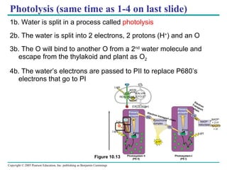 Photolysis (same time as 1-4 on last slide) 1b. Water is split in a process called  photolysis 2b. The water is split into 2 electrons, 2 protons (H + ) and an O 3b. The O will bind to another O from a 2 nd  water molecule and escape from the thylakoid and plant as O 2 4b. The water’s electrons are passed to PII to replace P680’s electrons that go to PI Figure 10.13 Photosystem II (PS II) Photosystem-I (PS I) ATP NADPH NADP + ADP CALVIN CYCLE CO 2 H 2 O O 2 [CH 2 O] (sugar) LIGHT REACTIONS Light Primary acceptor Pq Cytochrome complex PC e P680 e – e – O 2 + H 2 O 2 H + Light ATP Primary acceptor Fd e e – NADP + reductase Electron Transport chain Electron transport chain P700 Light NADPH NADP + + 2 H + + H + 
