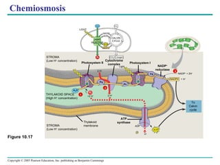 Chemiosmosis LIGHT REACTOR NADP + ADP ATP NADPH CALVIN CYCLE [CH 2 O] (sugar) STROMA (Low H +  concentration) Photosystem II LIGHT H 2 O CO 2 Cytochrome complex O 2 H 2 O O 2 1 1 ⁄ 2 2 Photosystem I Light THYLAKOID SPACE (High H +  concentration) STROMA (Low H +  concentration) Thylakoid membrane ATP synthase Pq Pc Fd NADP + reductase NADPH + H + NADP +  + 2H + To Calvin cycle ADP P ATP 3 H + 2 H + +2 H + 2 H + Figure 10.17 