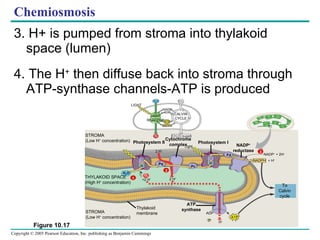 Chemiosmosis 3. H+ is pumped from stroma into thylakoid space (lumen) 4. The H +  then diffuse back into stroma through ATP-synthase channels-ATP is produced LIGHT REACTOR NADP + ADP ATP NADPH CALVIN CYCLE [CH 2 O] (sugar) STROMA (Low H +  concentration) Photosystem II LIGHT H 2 O CO 2 Cytochrome complex O 2 H 2 O O 2 1 1 ⁄ 2 2 Photosystem I Light THYLAKOID SPACE (High H +  concentration) STROMA (Low H +  concentration) Thylakoid membrane ATP synthase Pq Pc Fd NADP + reductase NADPH + H + NADP +  + 2H + To Calvin cycle ADP P ATP 3 H + 2 H + +2 H + 2 H + Figure 10.17 