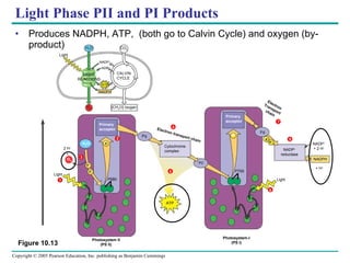 Light Phase PII and PI Products Produces NADPH, ATP,  (both go to Calvin Cycle) and oxygen (by-product) Figure 10.13 Photosystem II (PS II) Photosystem-I (PS I) ATP NADPH NADP + ADP CALVIN CYCLE CO 2 H 2 O O 2 [CH 2 O] (sugar) LIGHT REACTIONS Light Primary acceptor Pq Cytochrome complex PC e P680 e – e – O 2 + H 2 O 2 H + Light ATP Primary acceptor Fd e e – NADP + reductase Electron Transport chain Electron transport chain P700 Light NADPH NADP + + 2 H + + H + 1 5 7 2 3 4 6 8 