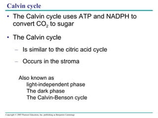Calvin cycle The Calvin cycle uses ATP and NADPH to convert CO 2  to sugar The Calvin cycle Is similar to the citric acid cycle Occurs in the stroma Also known as light-independent phase The dark phase The Calvin-Benson cycle 