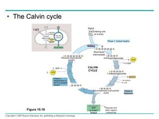 The Calvin cycle Phase 1: Carbon fixation Phase 2: Reduction Phase 3: Regeneration of the CO 2  acceptor (RuBP) (G3P) Input (Entering one at a time) CO 2 3 Rubisco Short-lived intermediate 3  P P 3  P P Ribulose bisphosphate (RuBP) P 3-Phosphoglycerate P 6  P 6 1,3-Bisphoglycerate 6 NADPH 6 NADPH + 6  P P 6 Glyceraldehyde-3-phosphate (G3P) 6  ATP 3  ATP 3  ADP CALVIN CYCLE P 5 P 1 G3P (a sugar) Output Light H 2 O CO 2 LIGHT REACTION ATP NADPH NADP + ADP [CH 2 O] (sugar) CALVIN CYCLE Figure 10.18 O 2 6 ADP Glucose and other organic compounds 