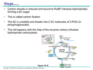 Steps…. Carbon dioxide is reduced and bound to RuBP (ribulose biphosphate) forming a 6C sugar This is called carbon fixation The 6C is unstable and breaks into 2 3C molecules of 3-PGA (3-phosphoglycerate) This all happens with the help of the enzyme rubisco (ribulose biphosphate carboxylase) (G3P) Input (Entering one at a time) CO 2 3 Rubisco Short-lived intermediate 3  P P 3  P P Ribulose bisphosphate (RuBP) P 3-Phosphoglycerate P 6  P 6 1,3-Bisphoglycerate 6 NADPH 6 NADPH + 6  P P 6 Glyceraldehyde-3-phosphate (G3P) 6  ATP 3  ATP 3  ADP CALVIN CYCLE P 5 P 1 G3P (a sugar) Output Light H 2 O CO 2 LIGHT REACTION ATP NADPH NADP + ADP [CH 2 O] (sugar) CALVIN CYCLE Figure 10.18 O 2 6 ADP Glucose and other organic compounds 