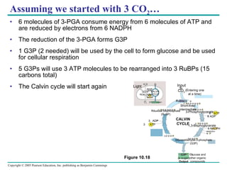 Assuming we started with 3 CO 2 … 6 molecules of 3-PGA consume energy from 6 molecules of ATP and are reduced by electrons from 6 NADPH  The reduction of the 3-PGA forms G3P 1 G3P (2 needed) will be used by the cell to form glucose and be used for cellular respiration 5 G3Ps will use 3 ATP molecules to be rearranged into 3 RuBPs (15 carbons total)  The Calvin cycle will start again (G3P) Input (Entering one at a time) CO 2 3 Rubisco Short-lived intermediate 3  P P 3  P P Ribulose bisphosphate (RuBP) P 3-Phosphoglycerate P 6  P 6 1,3-Bisphoglycerate 6 NADPH 6 NADPH + 6  P P 6 Glyceraldehyde-3-phosphate (G3P) 6  ATP 3  ATP 3  ADP CALVIN CYCLE P 5 P 1 G3P (a sugar) Output Light H 2 O CO 2 LIGHT REACTION ATP NADPH NADP + ADP [CH 2 O] (sugar) CALVIN CYCLE Figure 10.18 O 2 6 ADP Glucose and other organic compounds 