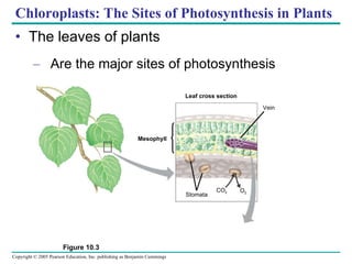 Chloroplasts: The Sites of Photosynthesis in Plants The leaves of plants Are the major sites of photosynthesis Vein Leaf cross section Figure 10.3 Mesophyll CO 2 O 2 Stomata 