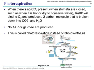 Photorespiration When there’s no CO 2  present (when stomata are closed, such as when it is hot or dry to conserve water), RuBP will bind to O 2  and produce a 2 carbon molecule that is broken down into CO2  and H 2 O No ATP or glucose are produced This is called photorespiration instead of photosynthesis http://vcell.ndsu.nodak.edu/animations/photosynthesis/movie.htm (G3P) Input (Entering one at a time) CO 2 3 Rubisco Short-lived intermediate 3  P P 3  P P Ribulose bisphosphate (RuBP) P 3-Phosphoglycerate P 6  P 6 1,3-Bisphoglycerate 6 NADPH 6 NADPH + 6  P P 6 Glyceraldehyde-3-phosphate (G3P) 6  ATP 3  ATP 3  ADP CALVIN CYCLE P 5 P 1 G3P (a sugar) Output Light H 2 O CO 2 LIGHT REACTION ATP NADPH NADP + ADP [CH 2 O] (sugar) CALVIN CYCLE Figure 10.18 O 2 6 ADP Glucose and other organic compounds 