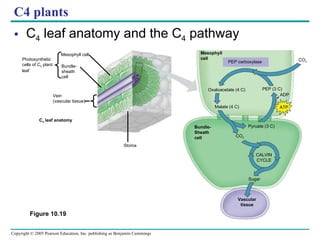 C4 plants C 4  leaf anatomy and the C 4  pathway CO 2 Mesophyll cell Bundle- sheath cell Vein (vascular tissue) Photosynthetic cells of C 4  plant leaf Stoma Mesophyll cell C 4  leaf anatomy PEP carboxylase Oxaloacetate (4 C) PEP (3 C) Malate (4 C) ADP ATP Bundle- Sheath cell CO 2 Pyruate (3 C) CALVIN CYCLE Sugar Vascular tissue Figure 10.19 CO 2 