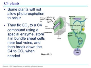 C4 plants Some plants will not allow photorespiration to occur They fix CO 2  to a C4 compound using a special enzyme, store it in bundle sheaf cells near leaf veins, and then break down the C4 to CO 2  when needed CO 2 Mesophyll cell Bundle- sheath cell Vein (vascular tissue) Photosynthetic cells of C 4  plant leaf Stoma Mesophyll cell C 4  leaf anatomy PEP carboxylase Oxaloacetate (4 C) PEP (3 C) Malate (4 C) ADP ATP Bundle- Sheath cell CO 2 Pyruate (3 C) CALVIN CYCLE Sugar Vascular tissue Figure 10.19 CO 2 