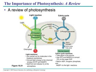 The Importance of Photosynthesis:  A Review A review of photosynthesis Light reactions: •  Are carried out by molecules in the thylakoid membranes •  Convert light energy to the chemical energy of ATP and NADPH •  Split H 2 O and release O 2  to the atmosphere  Calvin cycle reactions: •  Take place in the stroma •  Use ATP and NADPH to convert CO 2  to the sugar G3P •  Return ADP, inorganic phosphate, and    NADP+ to the light  reactions O 2 CO 2 H 2 O Light Light reaction Calvin cycle NADP + ADP ATP NADPH +  P   1 RuBP 3-Phosphoglycerate Amino acids Fatty acids Starch (storage) Sucrose (export) G3P Photosystem II Electron transport chain Photosystem I Chloroplast Figure 10.21 