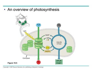 An overview of photosynthesis H 2 O CO 2 Light LIGHT REACTIONS CALVIN CYCLE Chloroplast [CH 2 O] (sugar) NADPH NADP   ADP +  P O 2 Figure 10.5 ATP 