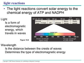 light reactions The light reactions convert solar energy to the chemical energy of ATP and NADPH Light Is a form of electromagnetic energy, which travels in waves Wavelength Is the distance between the crests of waves Determines the type of electromagnetic energy Gamma rays X-rays UV Infrared Micro- waves Radio waves 10 –5  nm 10 –3  nm 1 nm 10 3  nm 10 6  nm 1 m 10 6  nm 10 3  m 380 450 500 550 600 650 700 750 nm Visible light Shorter wavelength Higher energy Longer wavelength Lower energy Figure 10.6 