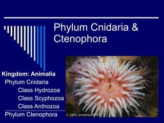 Phylum Cnidaria & Ctenophora Kingdom: Animalia Phylum Cnidaria Class Hydrozoa Class Scyphozoa Class Anthozoa Phylum Ctenophora 