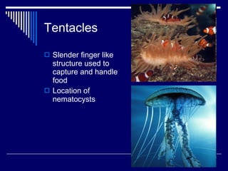 10. Phyla Cnidaria and Ctenophora | PPT