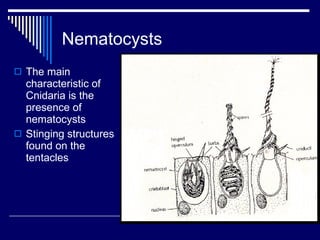 Nematocysts <ul><li>The main characteristic of Cnidaria is the presence of nematocysts </li></ul><ul><li>Stinging structur...