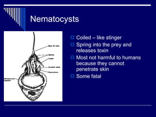 Nematocysts <ul><li>Coiled – like stinger </li></ul><ul><li>Spring into the prey and releases toxin </li></ul><ul><li>Most...