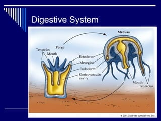 Digestive System 
