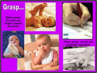 Mitten grasp:
the palm and
fingers oppose
the thumb
Pincer grasp: thumb and
forefinger opposition
 