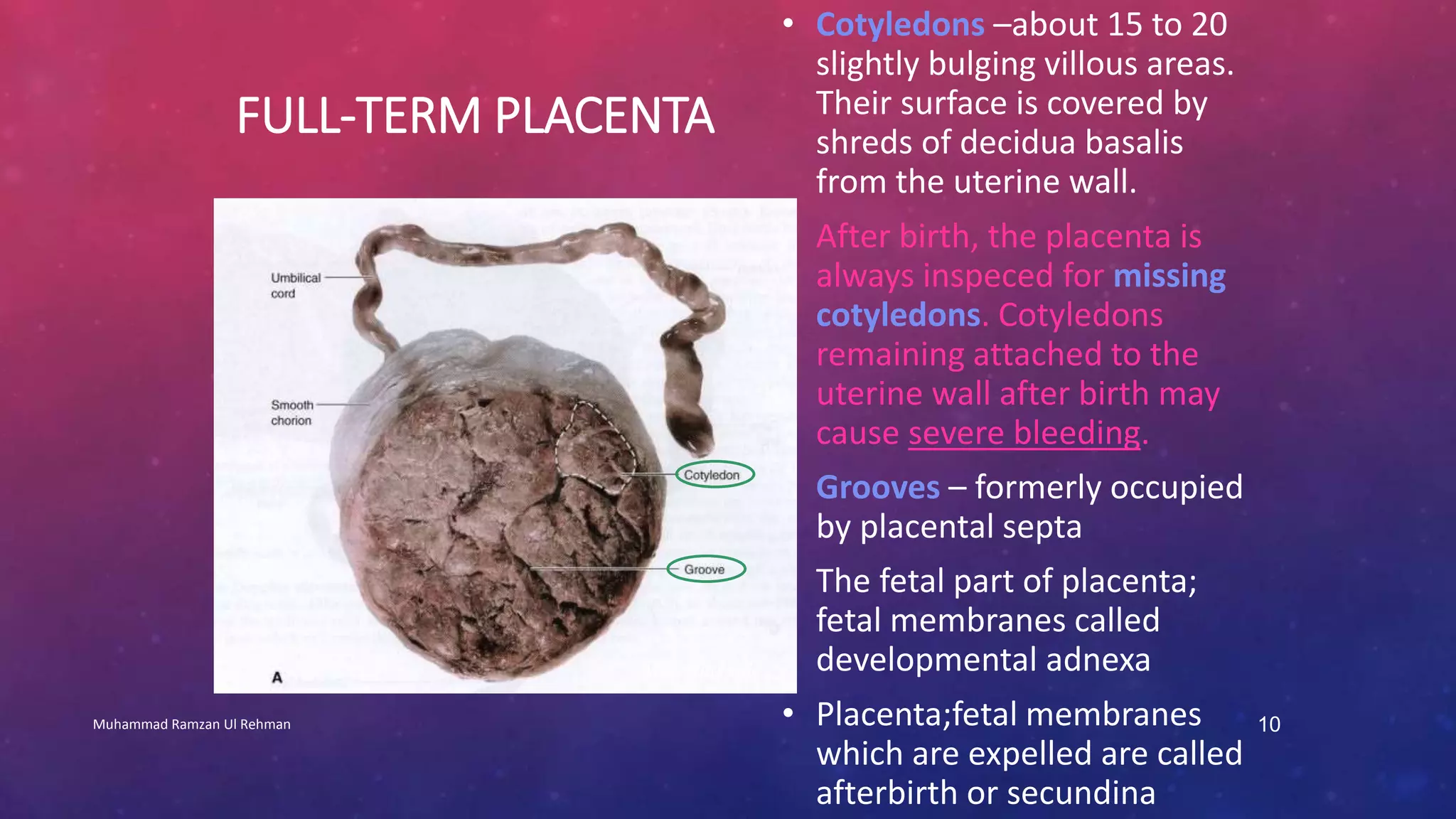 FULL-TERM PLACENTA 
• Cotyledons –about 15 to 20 
slightly bulging villous areas. 
Their surface is covered by 
shreds of decidua basalis 
from the uterine wall. 
• After birth, the placenta is 
always inspeced for missing 
cotyledons. Cotyledons 
remaining attached to the 
uterine wall after birth may 
cause severe bleeding. 
• Grooves – formerly occupied 
by placental septa 
• The fetal part of placenta; 
fetal membranes called 
developmental adnexa 
• Placenta;fetal membranes 
which are expelled are called 
afterbirth or secundina 
Maternal side 
Muhammad Ramzan Ul Rehman 10 
 