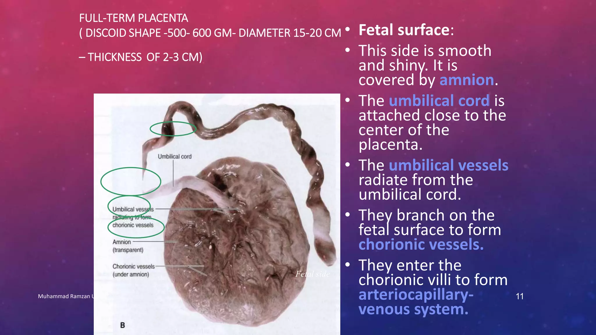 FULL-TERM PLACENTA 
( DISCOID SHAPE -500- 600 GM- DIAMETER 15-20 CM 
– THICKNESS OF 2-3 CM) 
• Fetal surface: 
• This side is smooth 
and shiny. It is 
covered by amnion. 
• The umbilical cord is 
attached close to the 
center of the 
placenta. 
• The umbilical vessels 
radiate from the 
umbilical cord. 
• They branch on the 
fetal surface to form 
chorionic vessels. 
• They enter the 
chorionic villi to form 
arteriocapillary-venous 
Muhammad Ramzan Ul Rehman 11 
system. 
Fetal side 
 