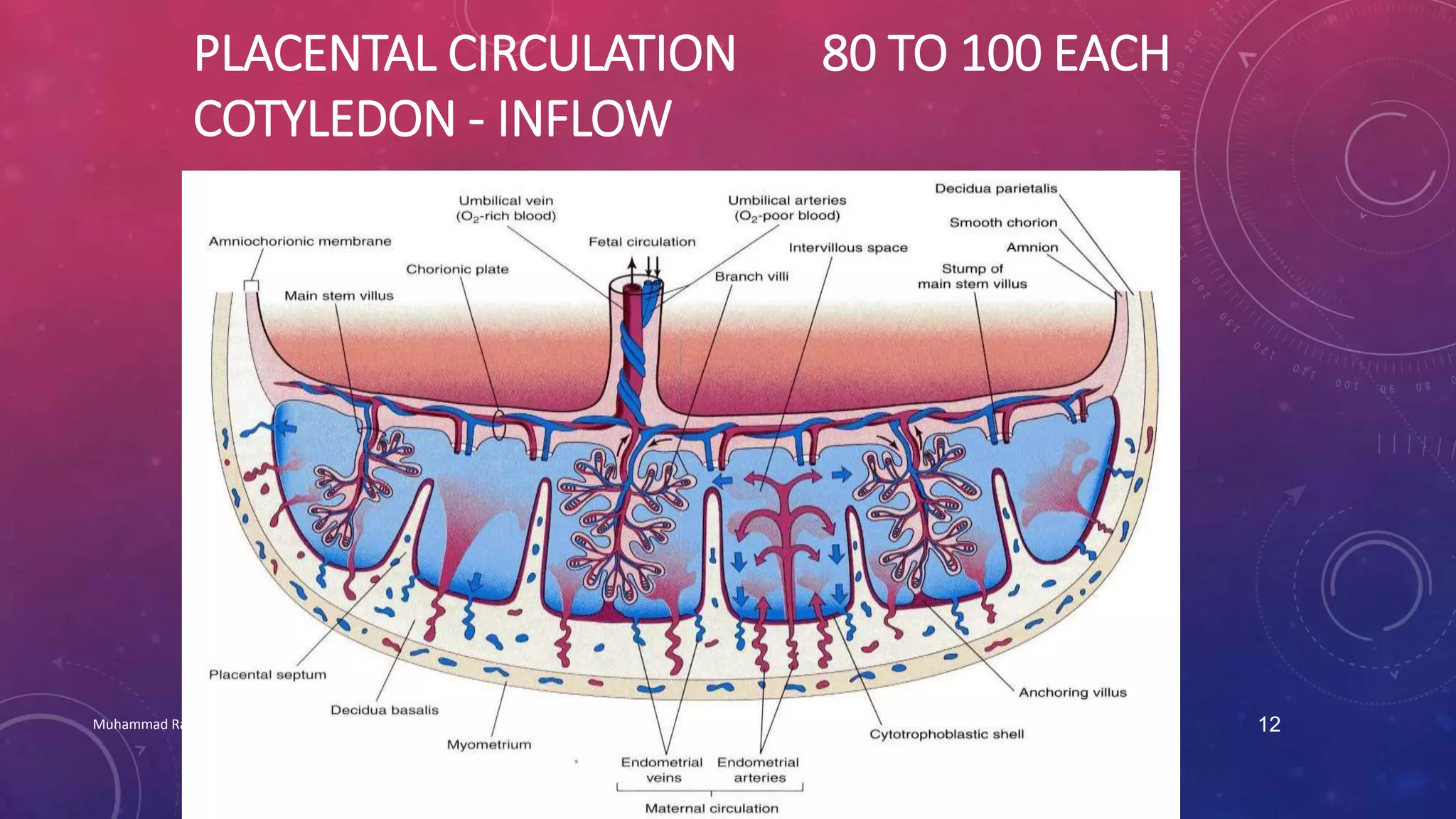 PLACENTAL CIRCULATION 80 TO 100 EACH 
COTYLEDON - INFLOW 
Muhammad Ramzan Ul Rehman 12 
 