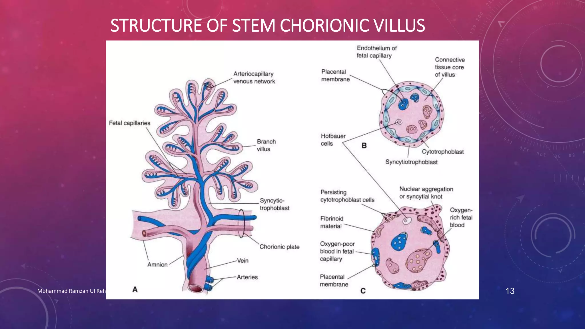 STRUCTURE OF STEM CHORIONIC VILLUS 
Muhammad Ramzan Ul Rehman 13 
 