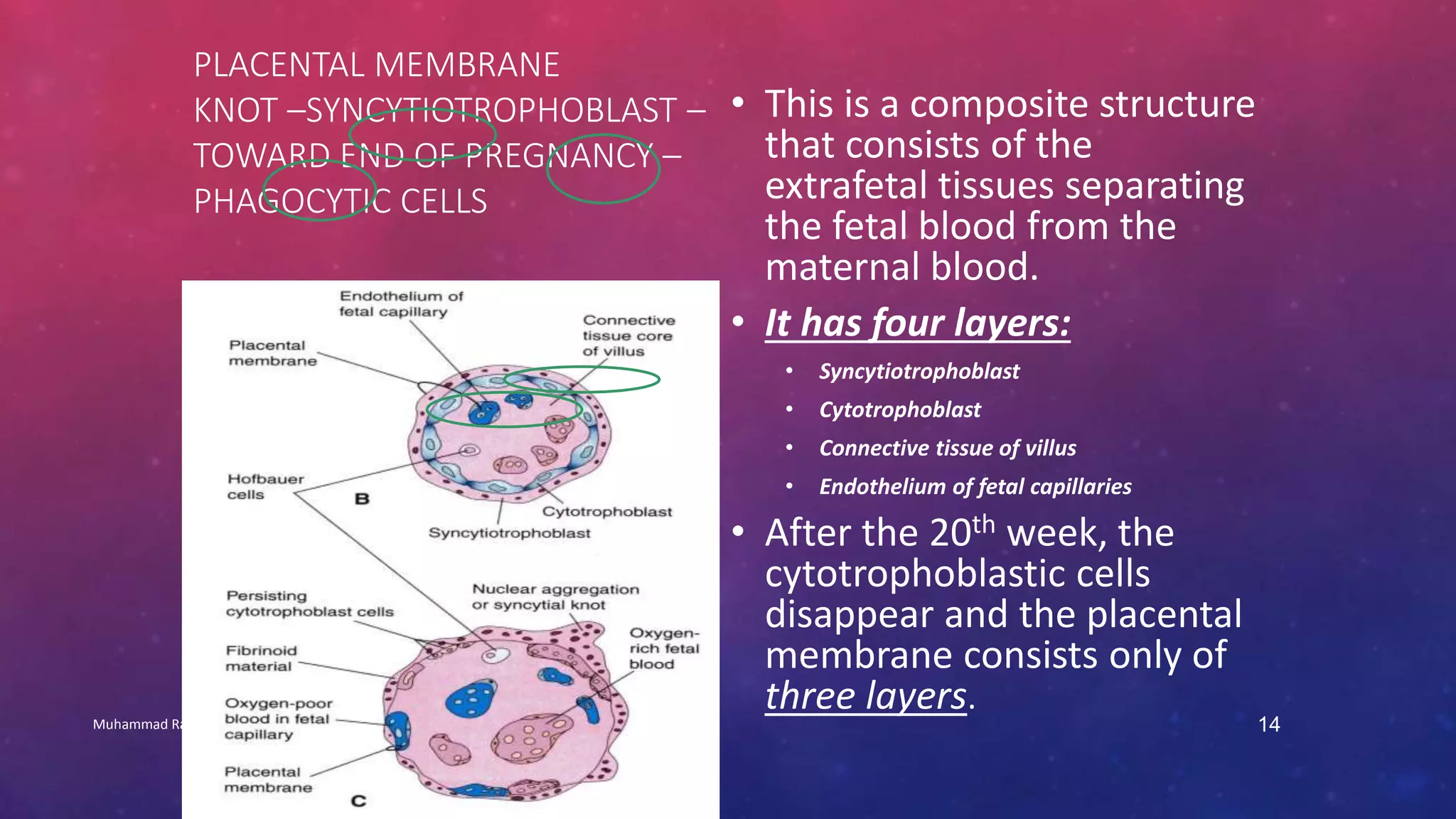 PLACENTAL MEMBRANE 
KNOT –SYNCYTIOTROPHOBLAST – 
TOWARD END OF PREGNANCY – 
PHAGOCYTIC CELLS 
• This is a composite structure 
that consists of the 
extrafetal tissues separating 
the fetal blood from the 
maternal blood. 
• It has four layers: 
• Syncytiotrophoblast 
• Cytotrophoblast 
• Connective tissue of villus 
• Endothelium of fetal capillaries 
• After the 20th week, the 
cytotrophoblastic cells 
disappear and the placental 
membrane consists only of 
three layers. 
Muhammad Ramzan Ul Rehman 14 
 