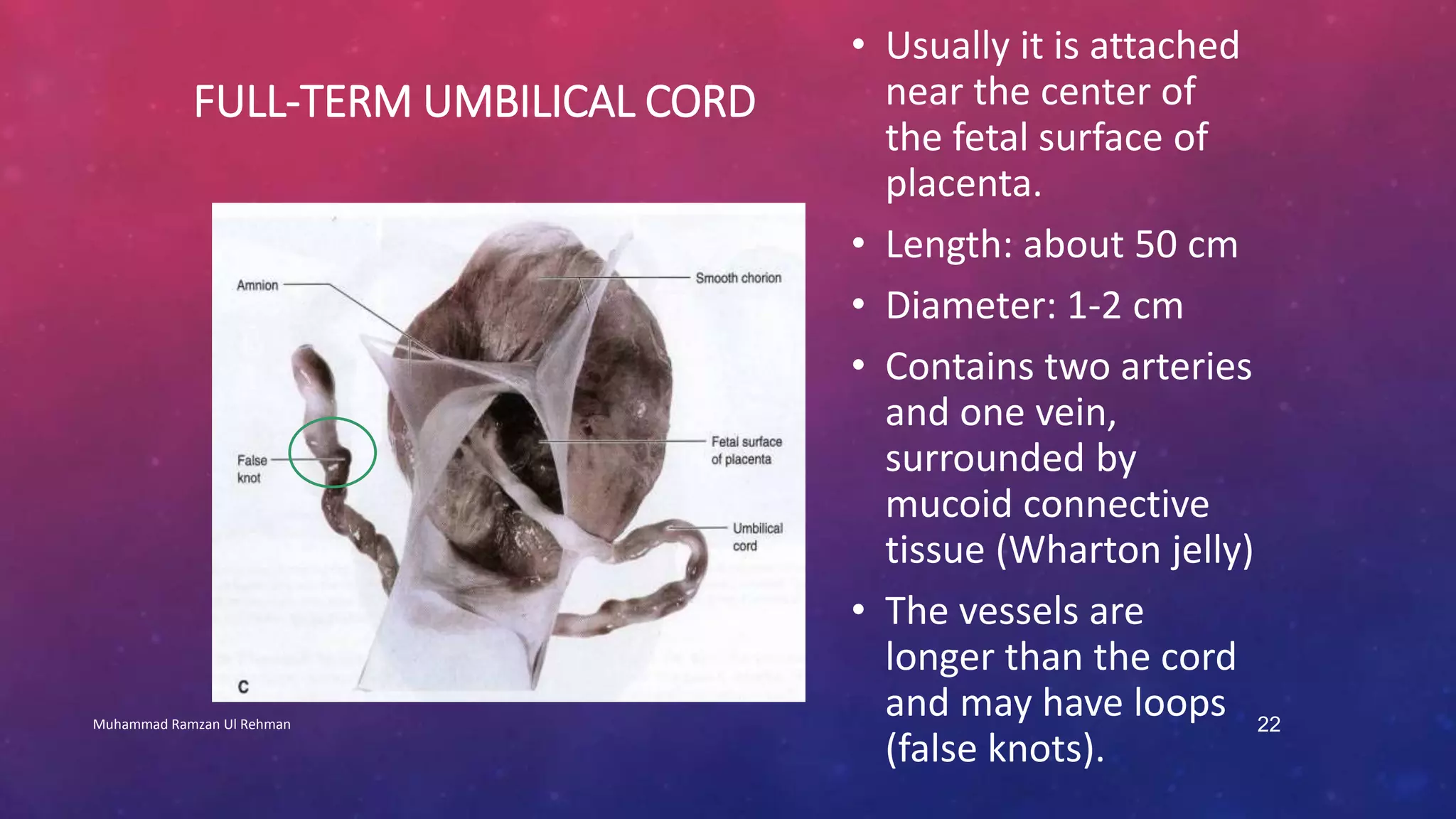 FULL-TERM UMBILICAL CORD 
• Usually it is attached 
near the center of 
the fetal surface of 
placenta. 
• Length: about 50 cm 
• Diameter: 1-2 cm 
• Contains two arteries 
and one vein, 
surrounded by 
mucoid connective 
tissue (Wharton jelly) 
• The vessels are 
longer than the cord 
and may have loops 
(false knots). 
Muhammad Ramzan Ul Rehman 22 
 