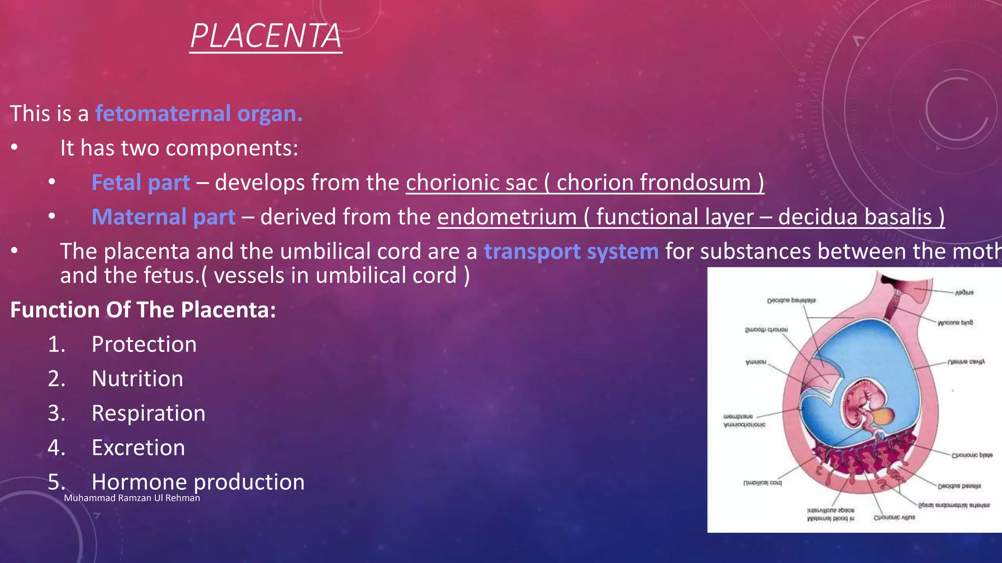 PLACENTA 
This is a fetomaternal organ. 
• It has two components: 
• Fetal part – develops from the chorionic sac ( chorion frondosum ) 
• Maternal part – derived from the endometrium ( functional layer – decidua basalis ) 
• The placenta and the umbilical cord are a transport system for substances between the mother 
and the fetus.( vessels in umbilical cord ) 
Function Of The Placenta: 
1. Protection 
2. Nutrition 
3. Respiration 
4. Excretion 
5. Hormone production 
Muhammad Ramzan Ul Rehman 3 
 